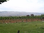 Beqaa-vineyard